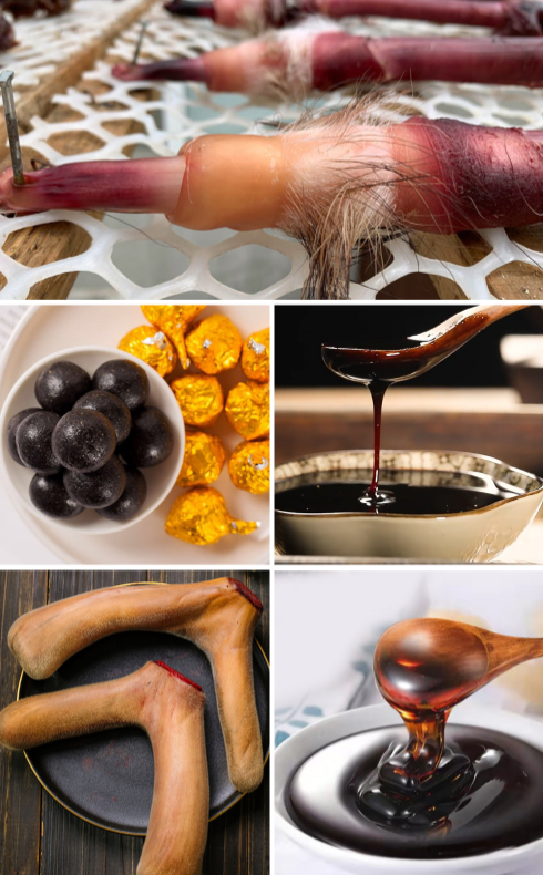 保定哪里买正宗东北鹿鞭膏